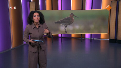 Het NOS Jeugdjournaal